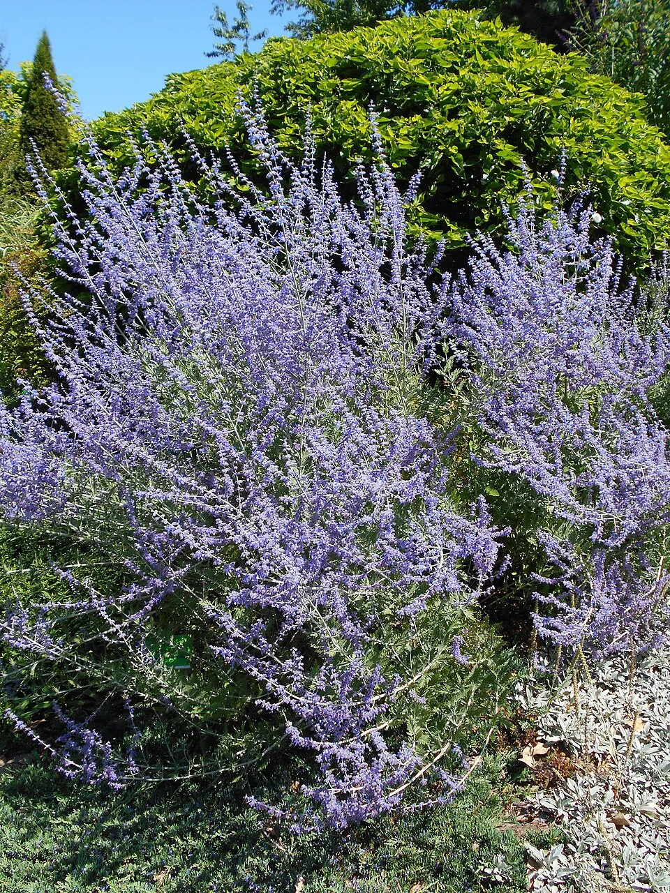 Kék sudárzsálya / Perovskia atriplicifolia 'Little Spire'