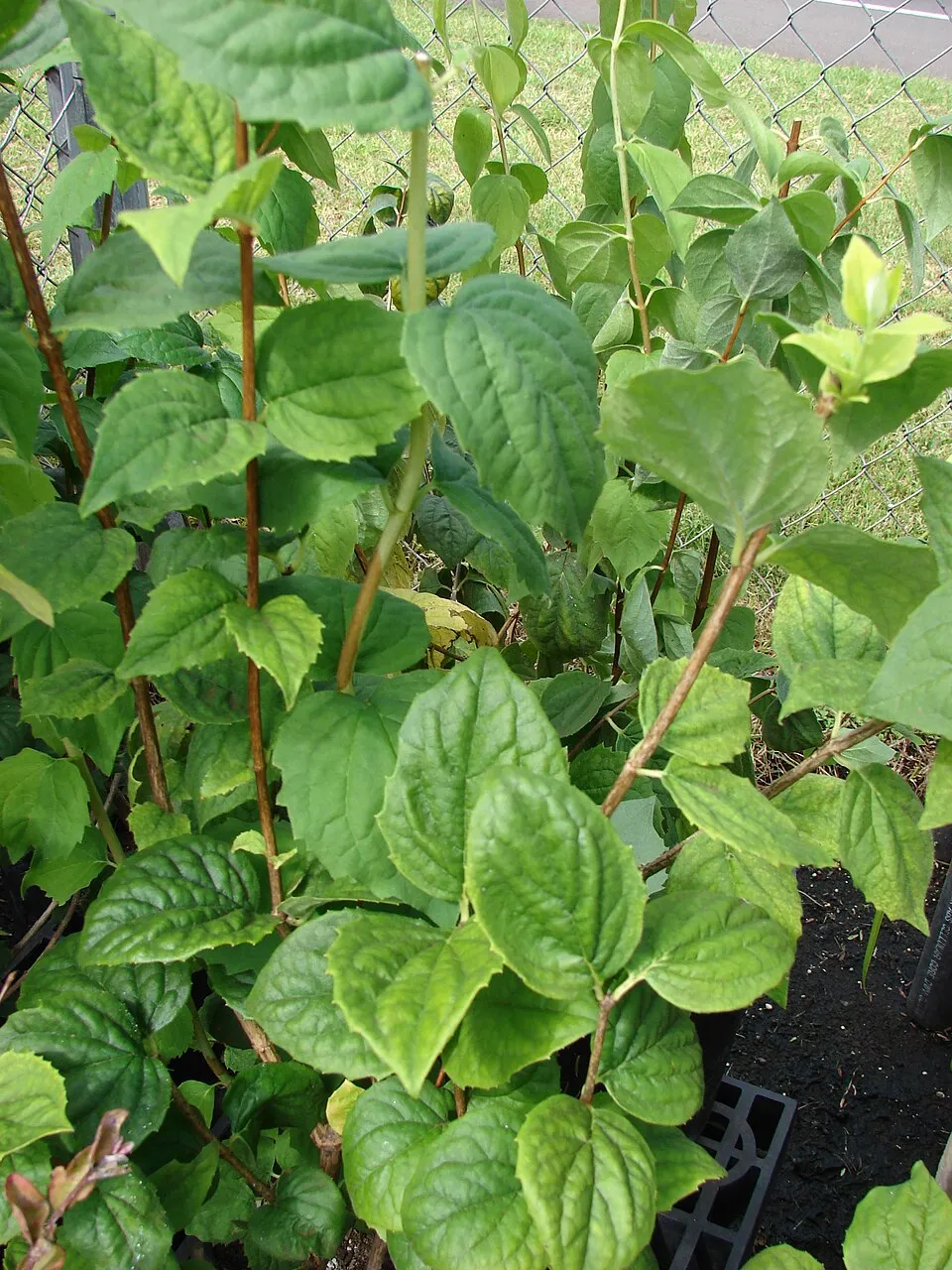 Fehér, teltvirágú jezsámen / Philadelphus 'Virginal'