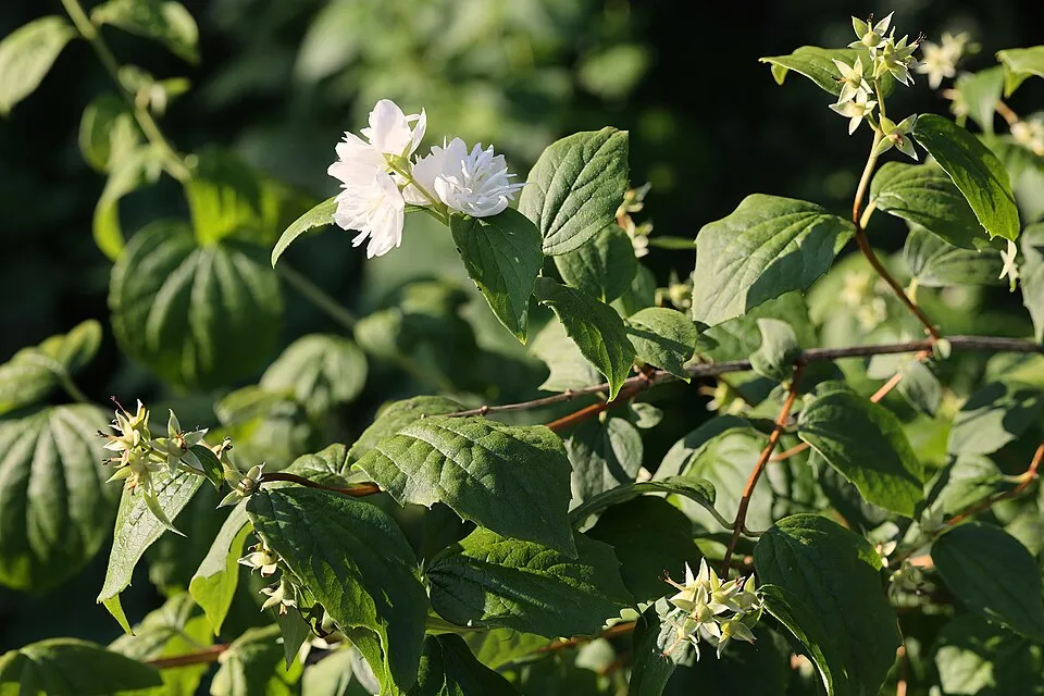 Fehér, teltvirágú jezsámen / Philadelphus 'Virginal'