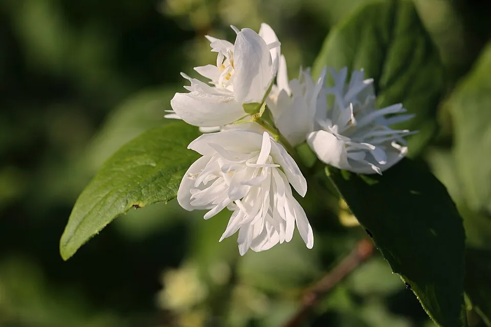 Fehér, teltvirágú jezsámen / Philadelphus 'Virginal'