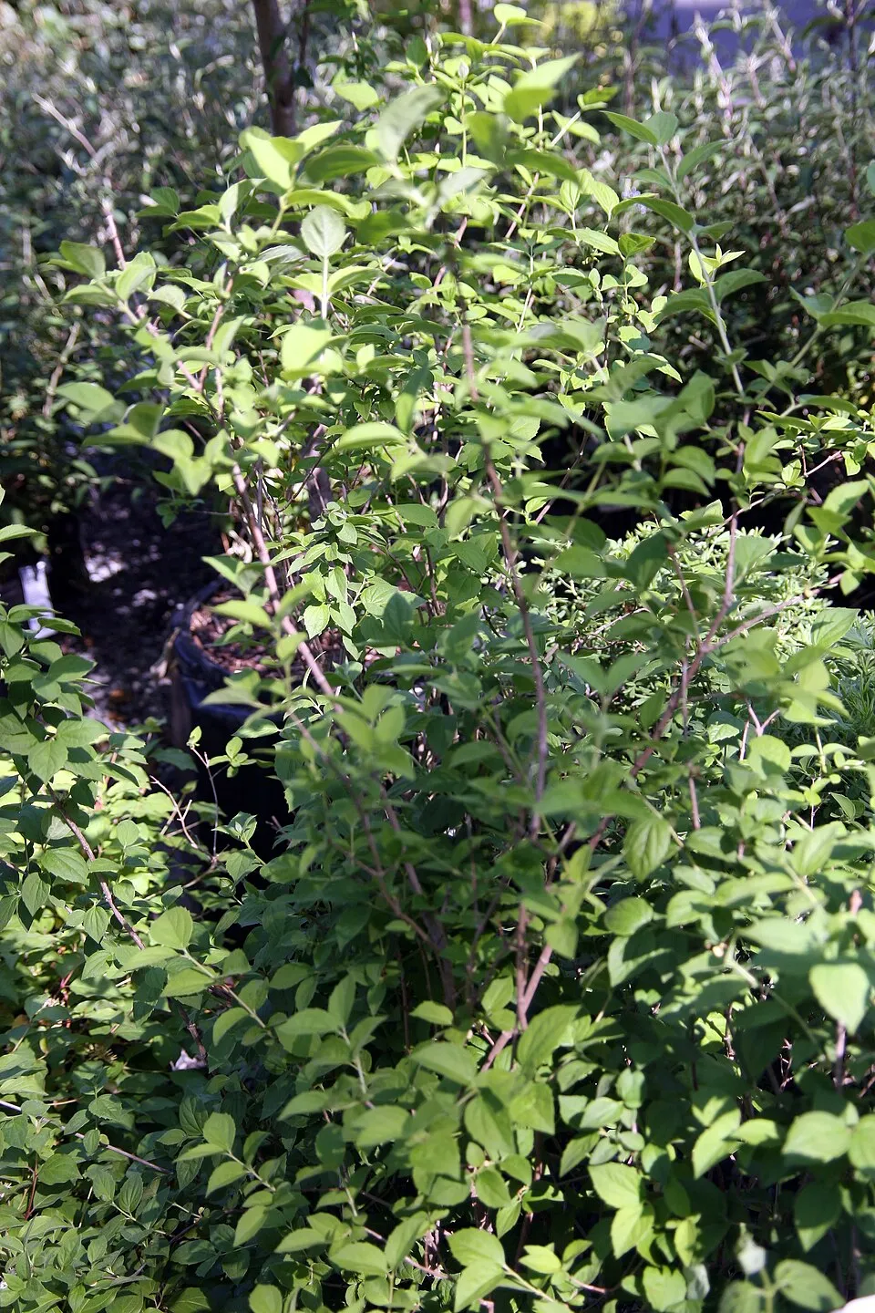 Fehér, teltvirágú jezsámen / Philadelphus 'Virginal'