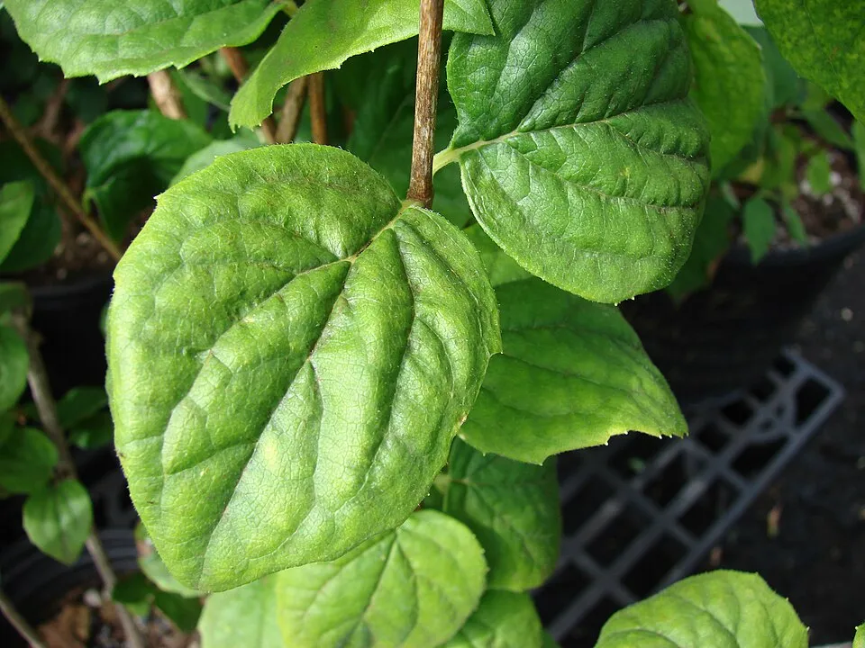 Fehér, teltvirágú jezsámen / Philadelphus 'Virginal'
