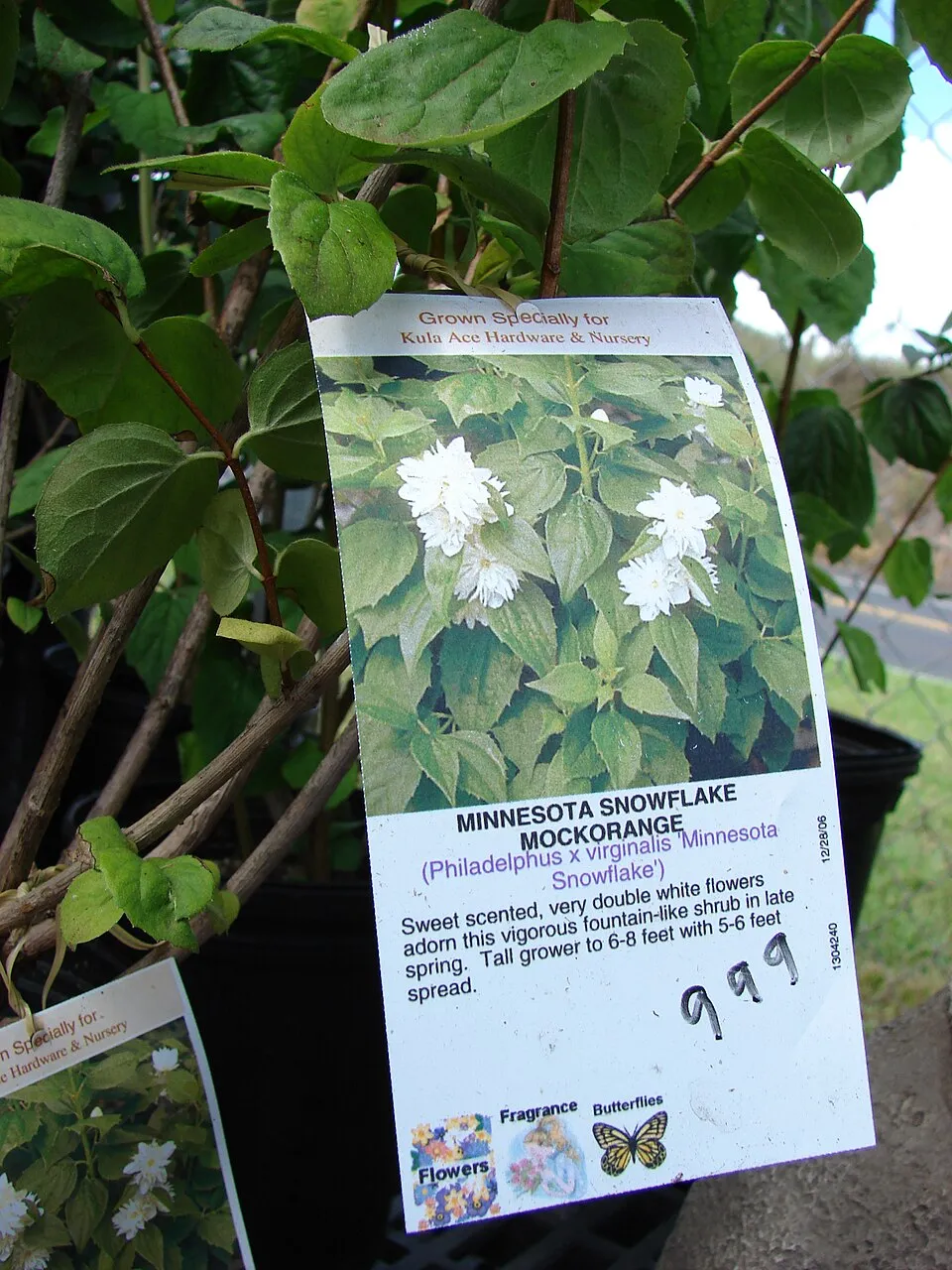 Fehér, teltvirágú jezsámen / Philadelphus 'Virginal'
