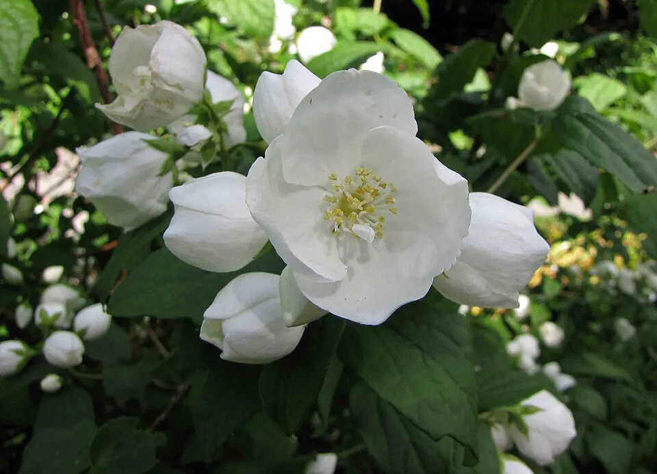 Fehér, teltvirágú jezsámen / Philadelphus 'Virginal'