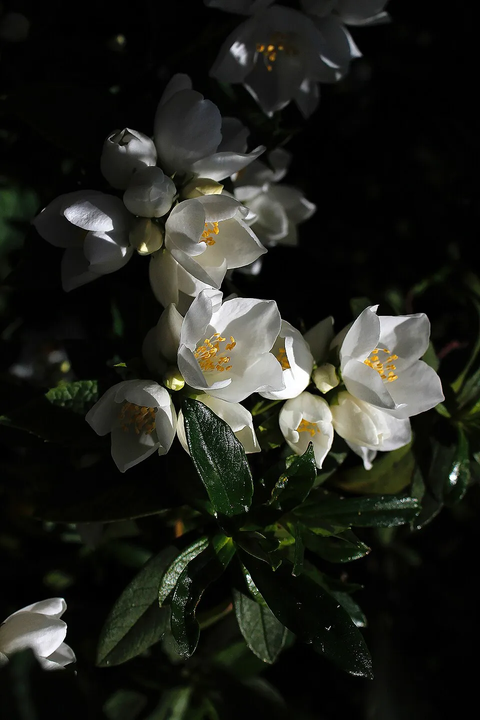 Fehér, teltvirágú jezsámen / Philadelphus 'Virginal'