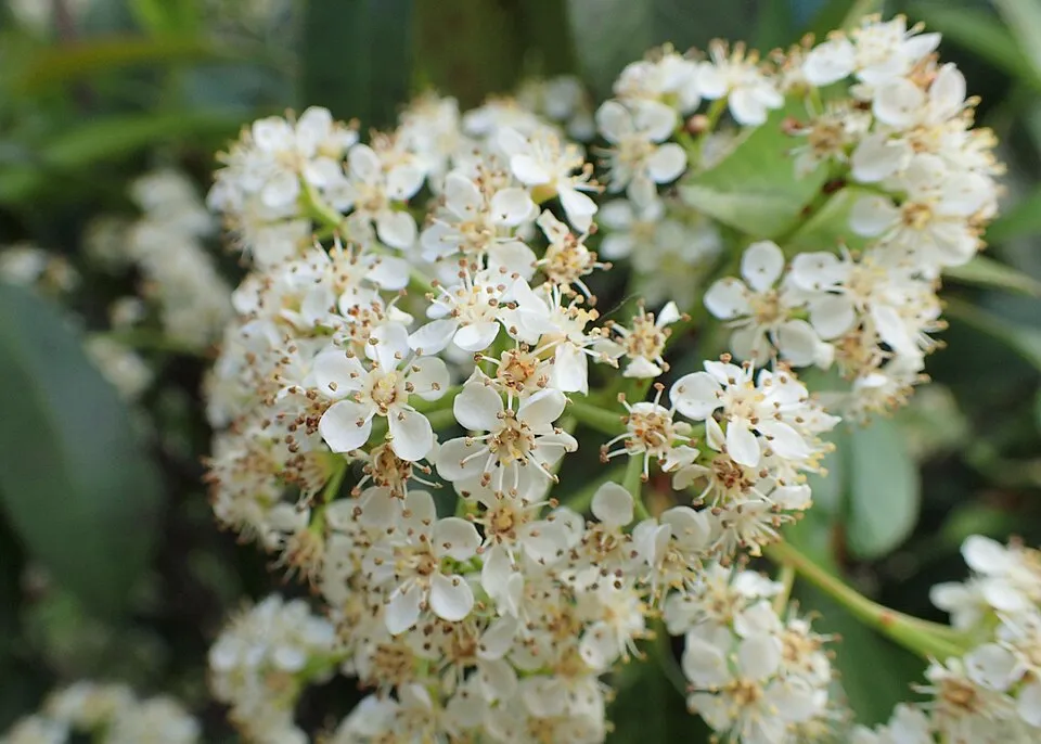 Korallberkenye / Photinia fraseri 'Robusta Compacta'