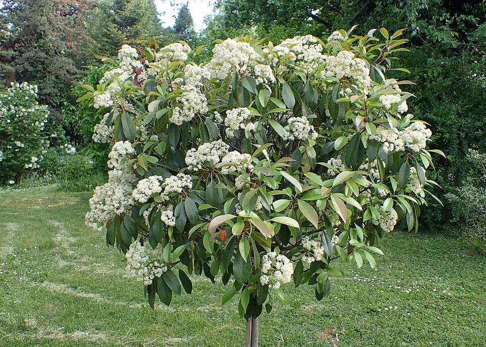 Korallberkenye / Photinia fraseri 'Robusta Compacta'