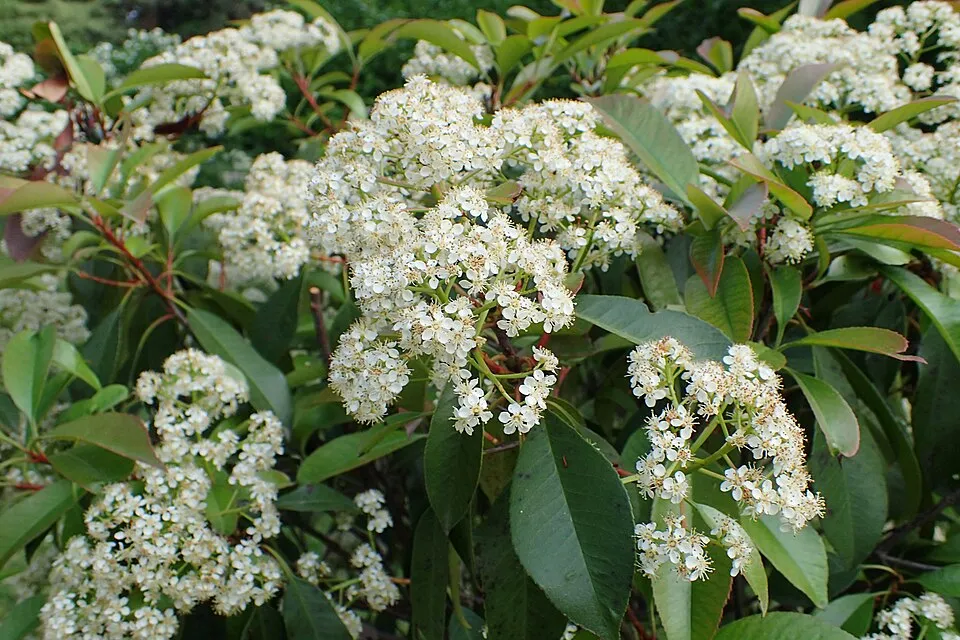 Korallberkenye / Photinia fraseri 'Robusta Compacta'