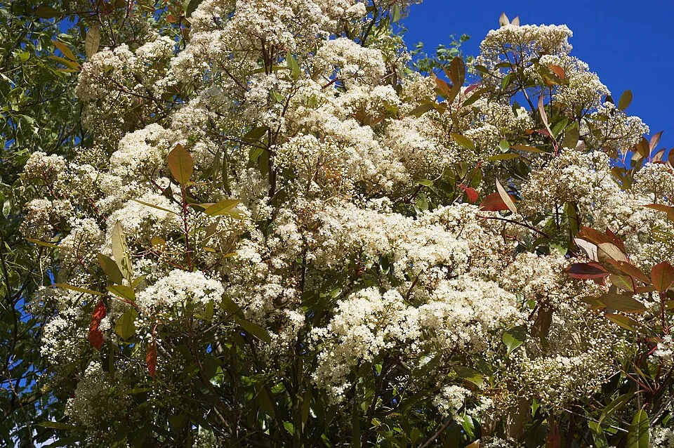 Korallberkenye / Photinia fraseri 'Robusta Compacta'