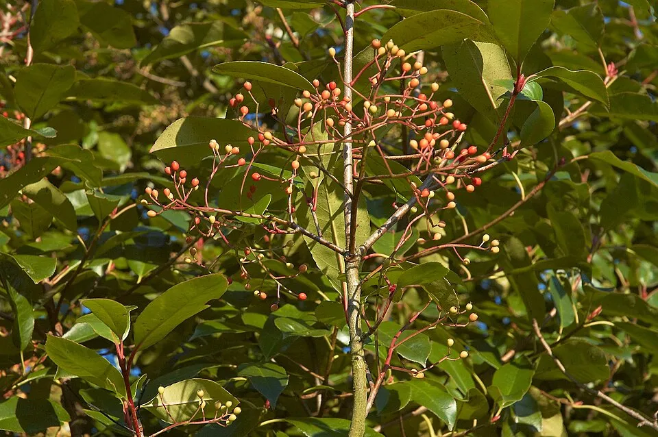 Korallberkenye / Photinia fraseri 'Robusta Compacta'