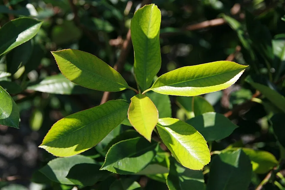 Korallberkenye / Photinia fraseri 'Robusta Compacta'