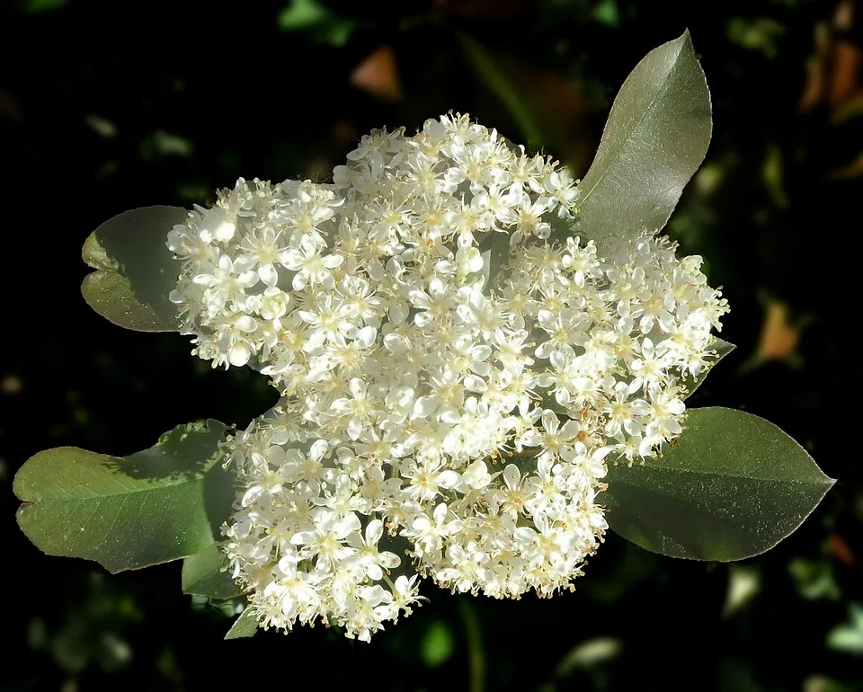 Korallberkenye / Photinia fraseri 'Robusta Compacta'