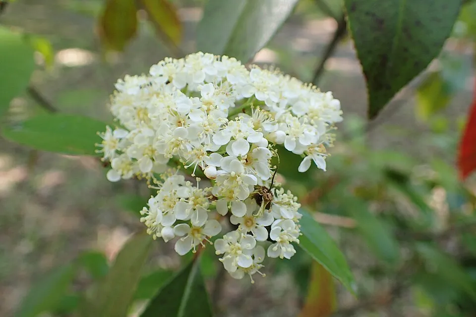Korallberkenye / Photinia fraseri 'Robusta Compacta'
