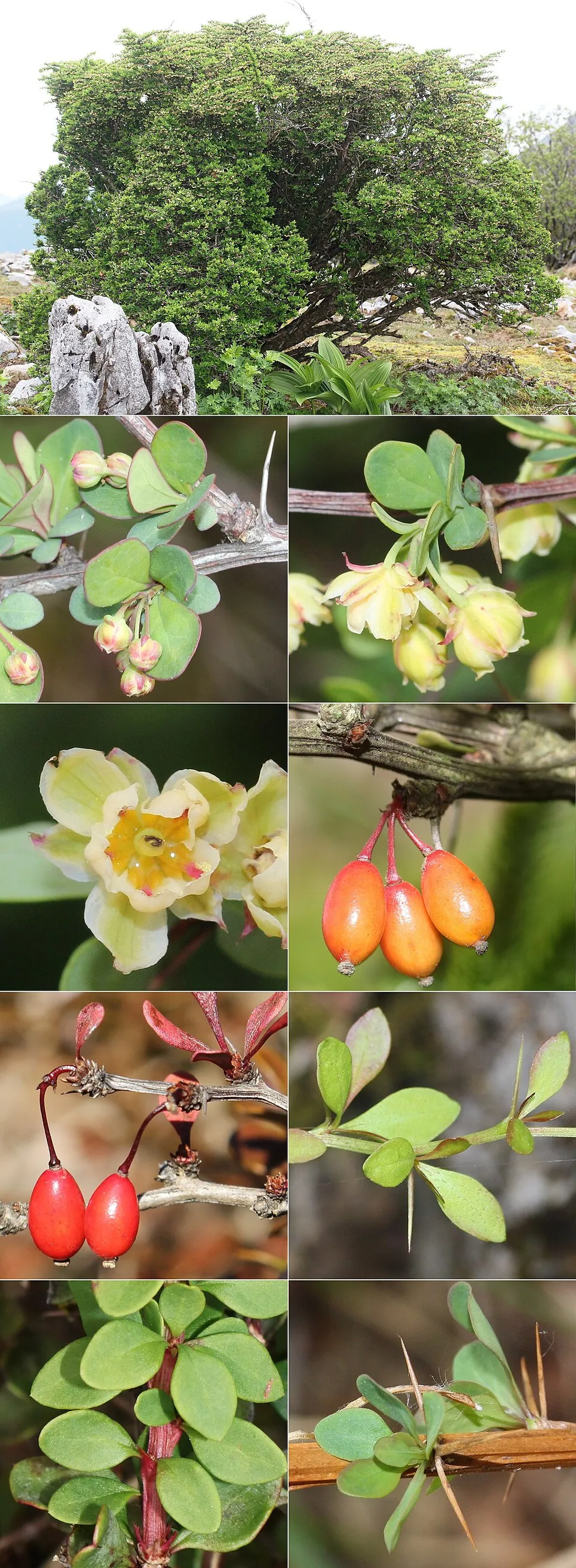 Zöld levelű, törpe gömb borbolya / Berberis thunbergii 'Kobold'