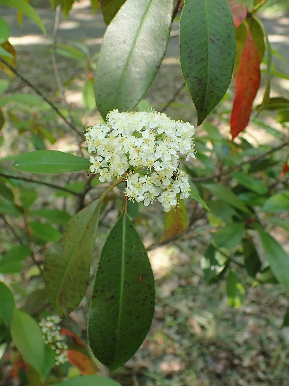 Korallberkenye / Photinia x fraseri 'Red Robin'