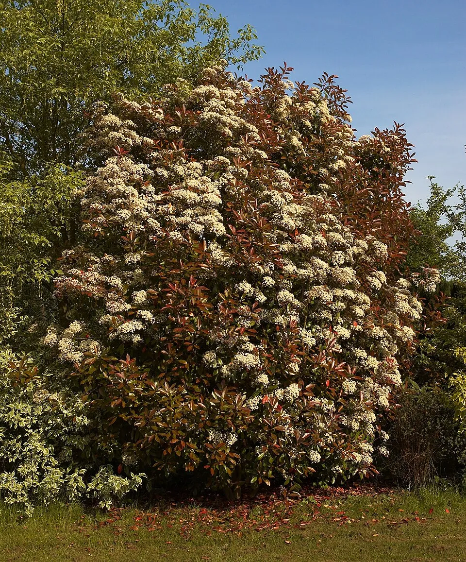 Korallberkenye / Photinia x fraseri 'Red Robin'