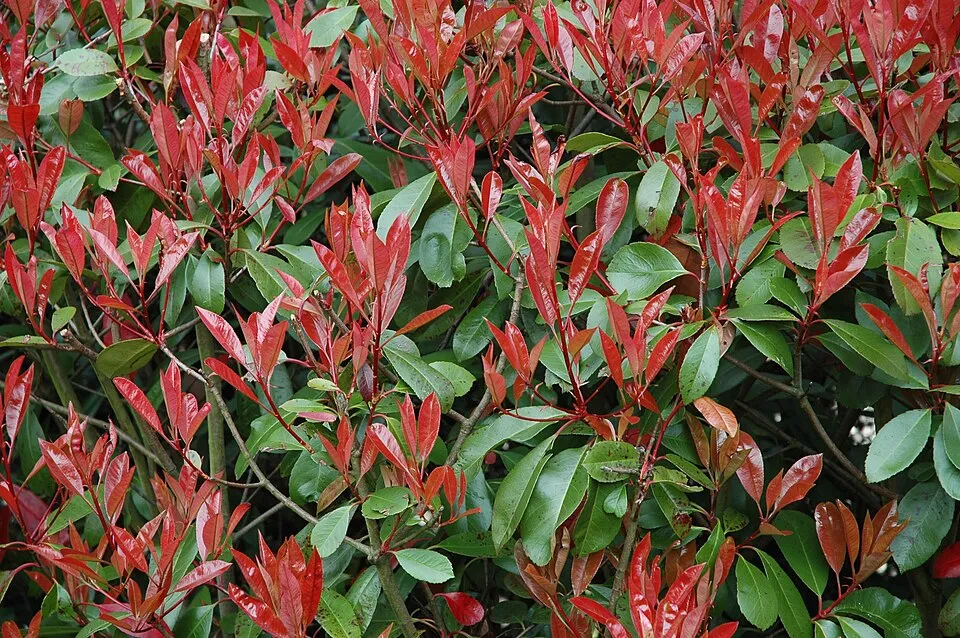 Korallberkenye / Photinia x fraseri 'Red Robin'
