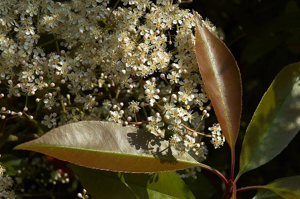Korallberkenye / Photinia x fraseri 'Red Robin'