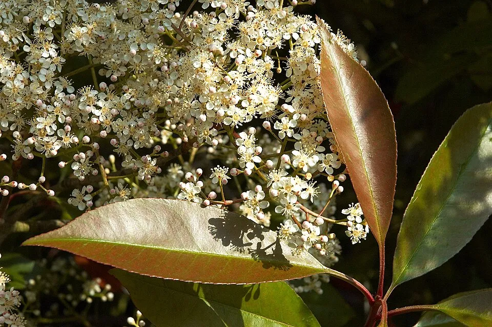 Korallberkenye / Photinia x fraseri 'Red Robin'