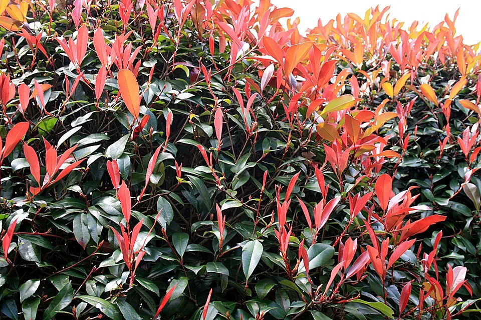 Korallberkenye / Photinia x fraseri 'Red Robin'