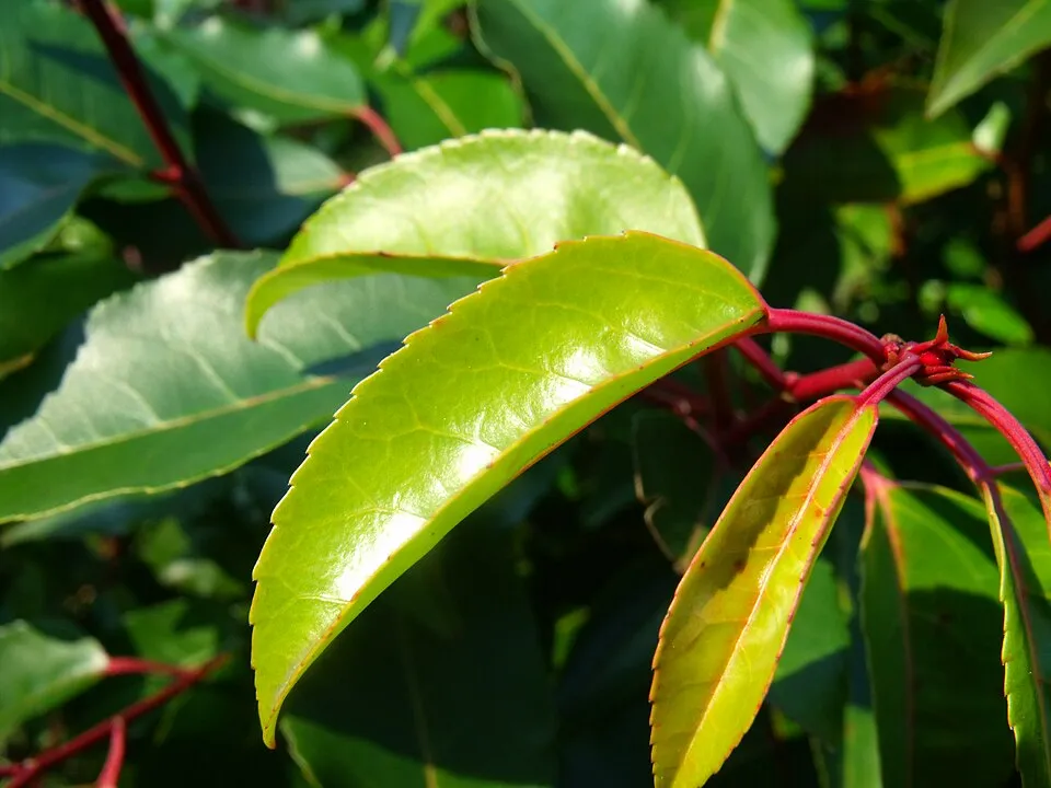Korallberkenye / Photinia x fraseri 'Red Robin'