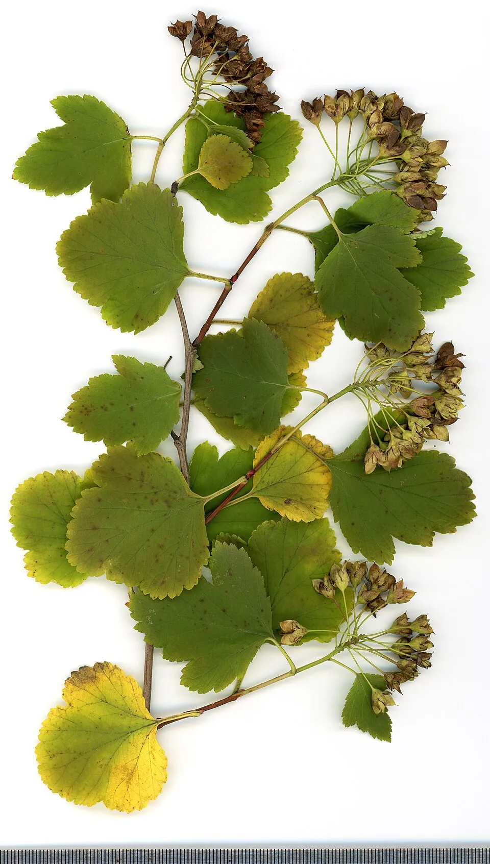 Aranysárga levelű hólyagvessző / Physocarpus opulifolius 'Dart's Gold'