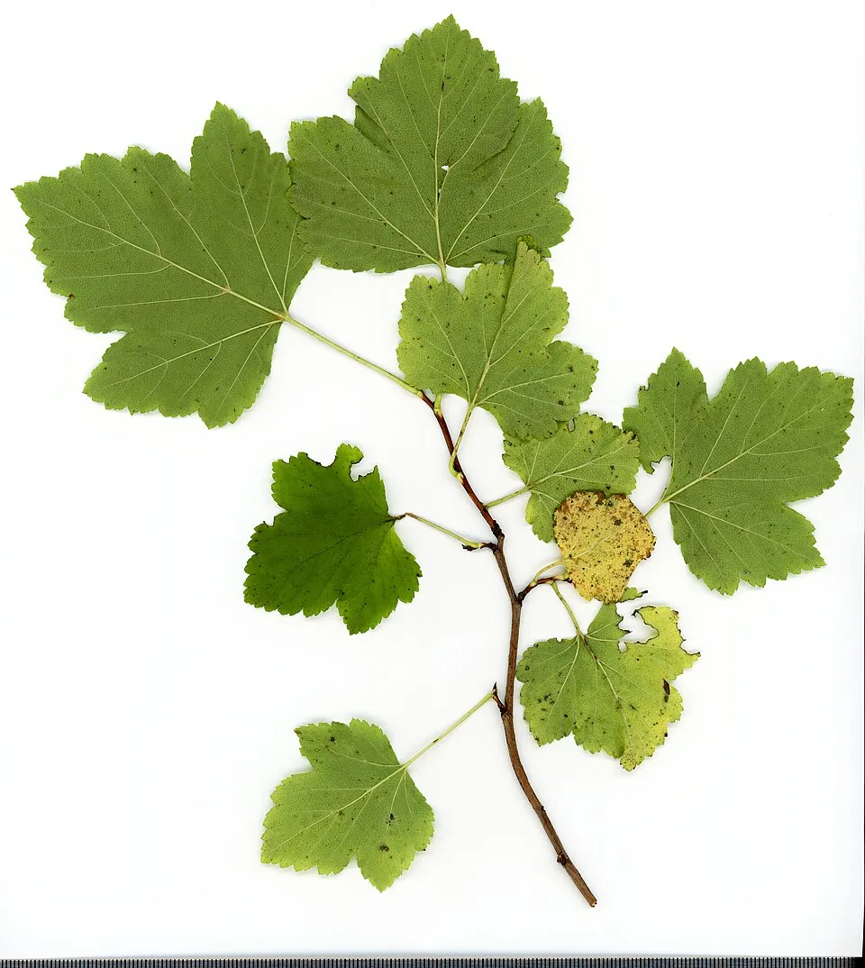 Aranysárga levelű hólyagvessző / Physocarpus opulifolius 'Dart's Gold'