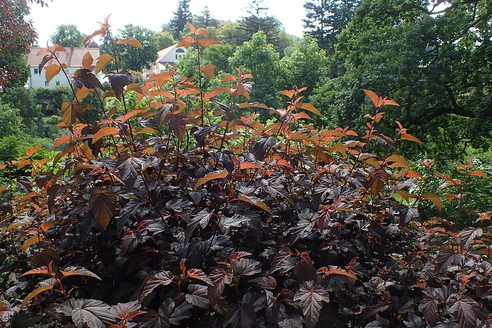 Bordó levelű hólyagvessző / Physocarpus opulifolius 'Diable d'Or'