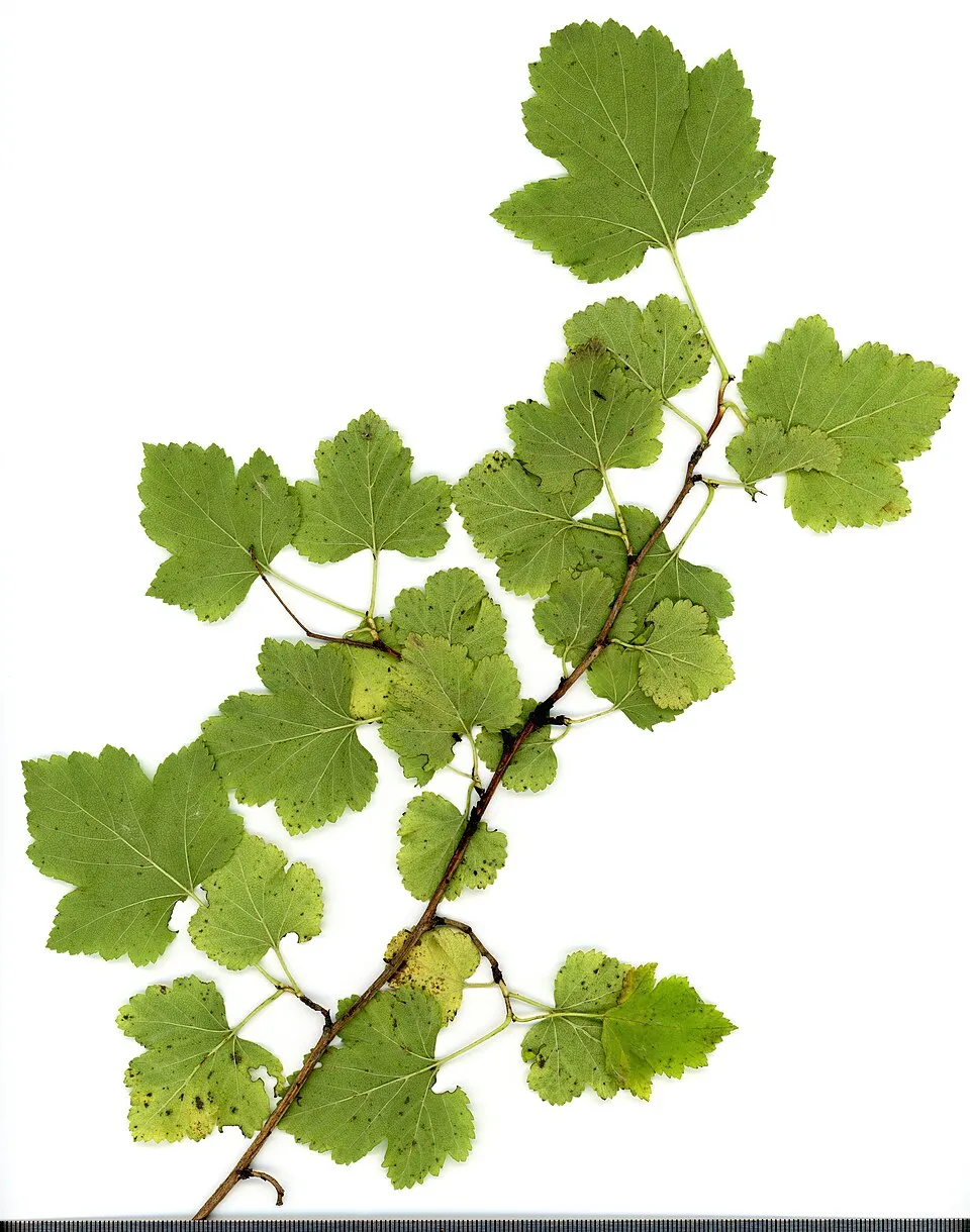 Bordó levelű hólyagvessző / Physocarpus opulifolius 'Diable d'Or'