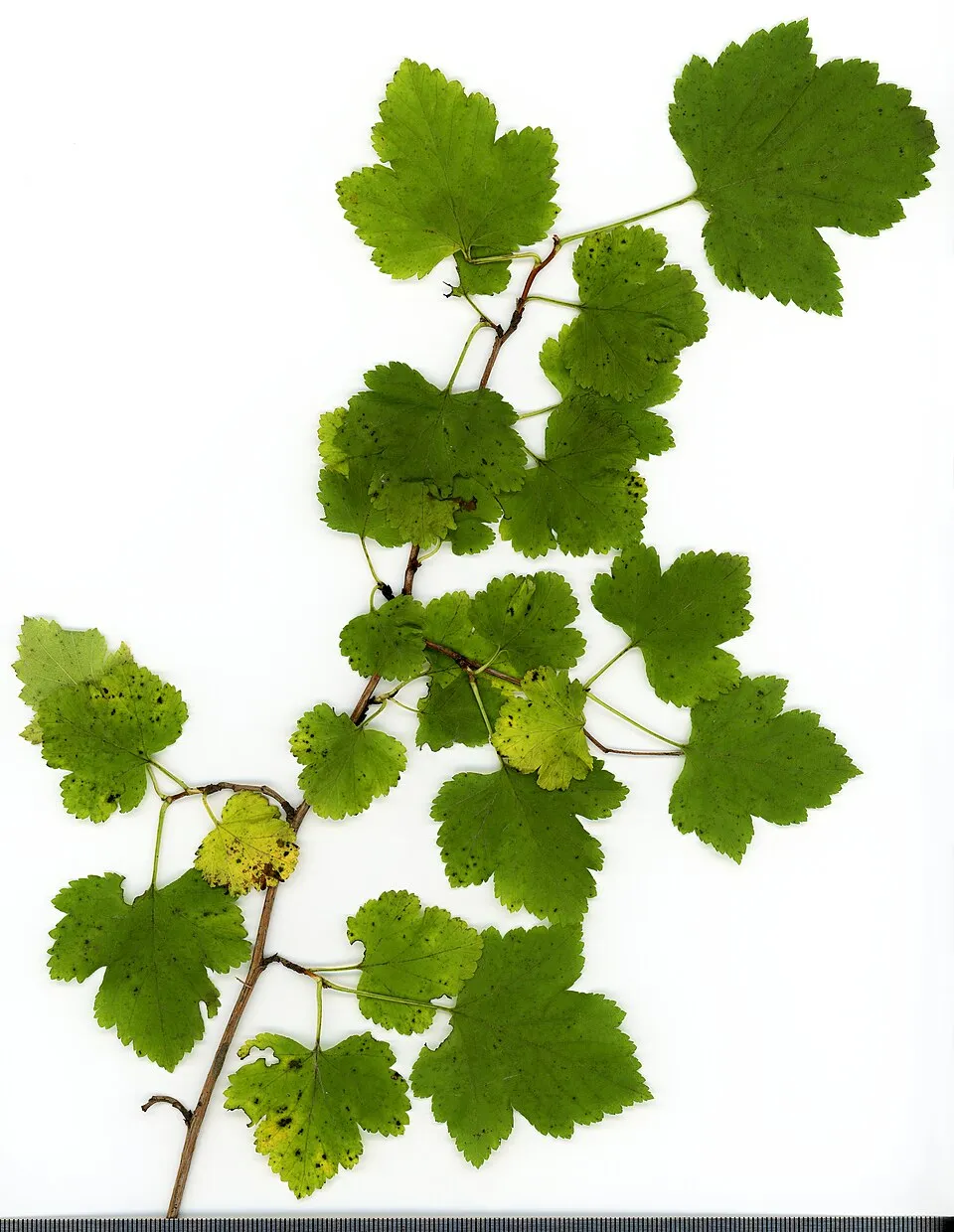 Bordó levelű hólyagvessző / Physocarpus opulifolius 'Diable d'Or'
