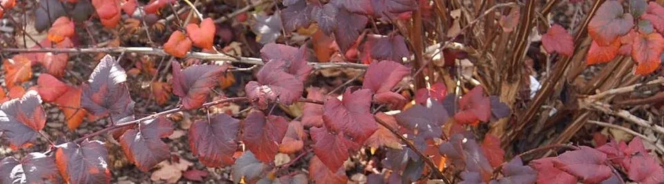 Bordó levelű hólyagvessző / Physocarpus opulifolius 'Diabolo'