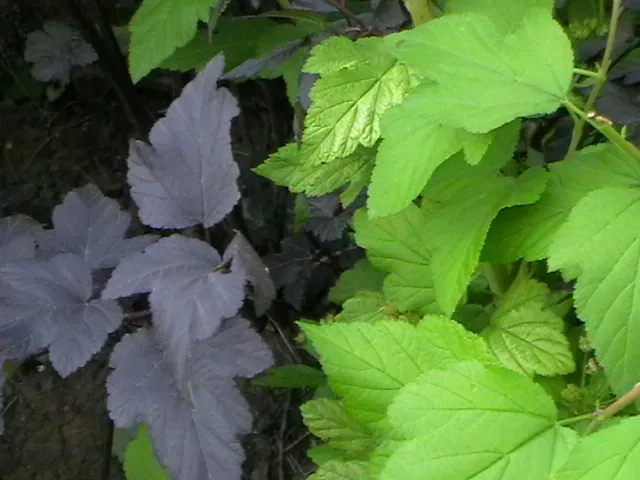 Bordó levelű hólyagvessző / Physocarpus opulifolius 'Diabolo'