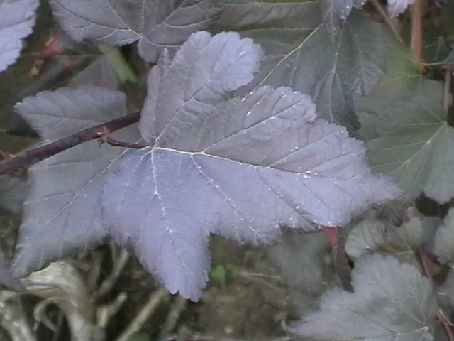 Bordó levelű hólyagvessző / Physocarpus opulifolius 'Diabolo'