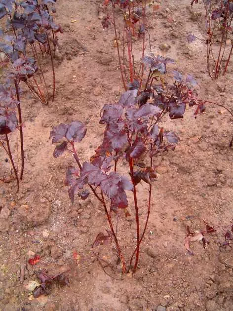 Bordó levelű hólyagvessző / Physocarpus opulifolius 'Diabolo'