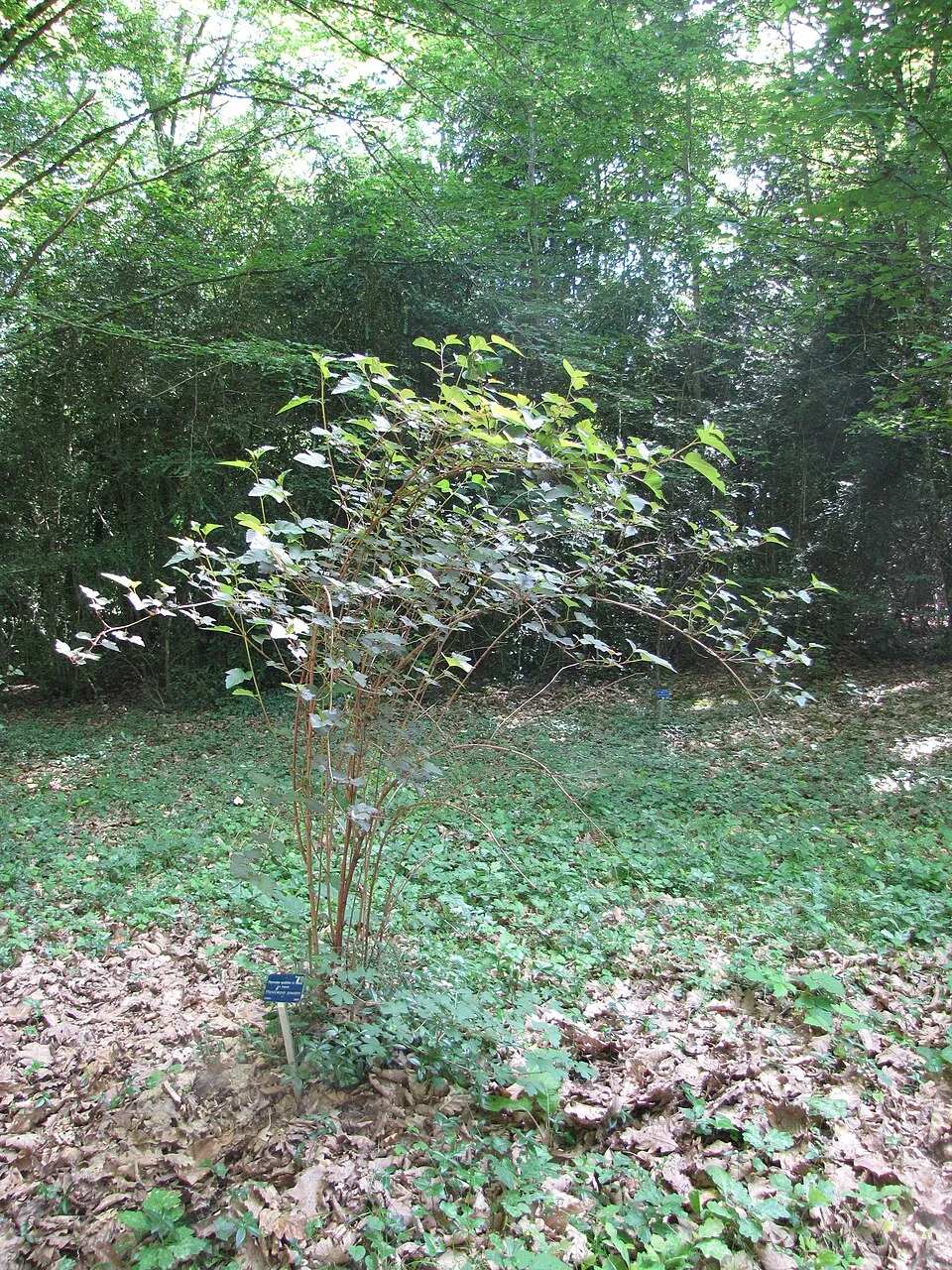 Bordó levelű hólyagvessző / Physocarpus opulifolius 'Diabolo'