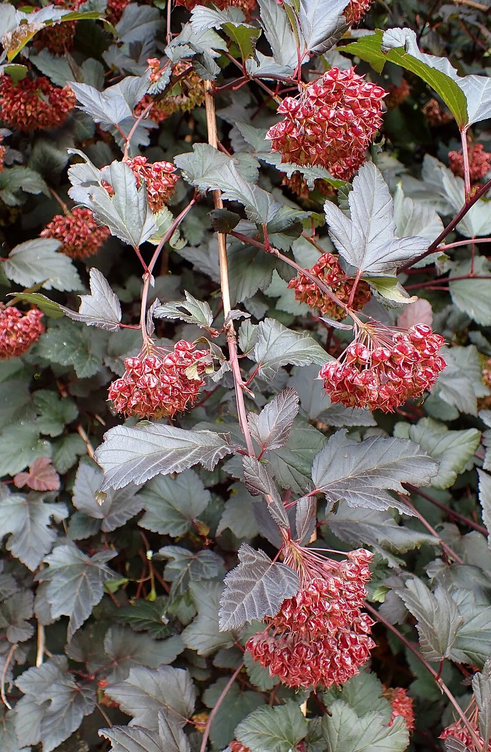 Bordó levelű hólyagvessző / Physocarpus opulifolius 'Diabolo'