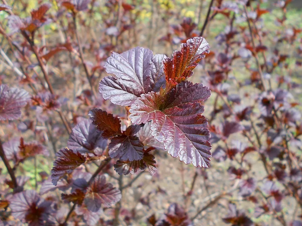Bordó levelű hólyagvessző / Physocarpus opulifolius 'Diabolo'