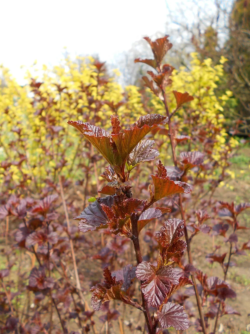 Bordó levelű hólyagvessző / Physocarpus opulifolius 'Diabolo'