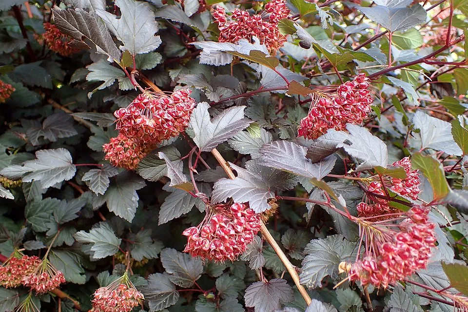 Bordó levelű hólyagvessző / Physocarpus opulifolius 'Diabolo'