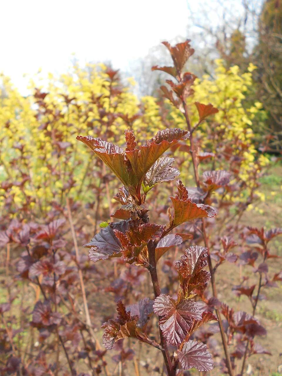 Bordó levelű hólyagvessző / Physocarpus opulifolius 'Diabolo'