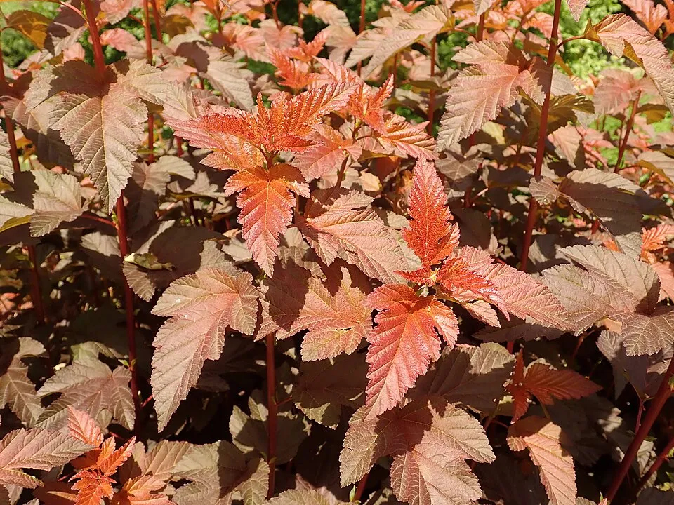 Bordó levelű hólyagvessző / Physocarpus opulifolius 'Lady in Red' ®