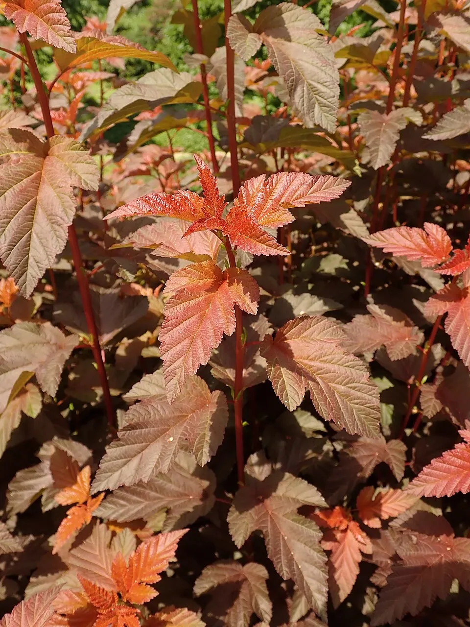 Bordó levelű hólyagvessző / Physocarpus opulifolius 'Lady in Red' ®