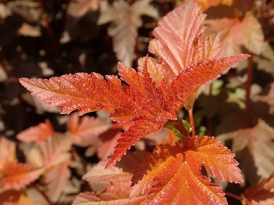 Bordó levelű hólyagvessző / Physocarpus opulifolius 'Lady in Red' ®
