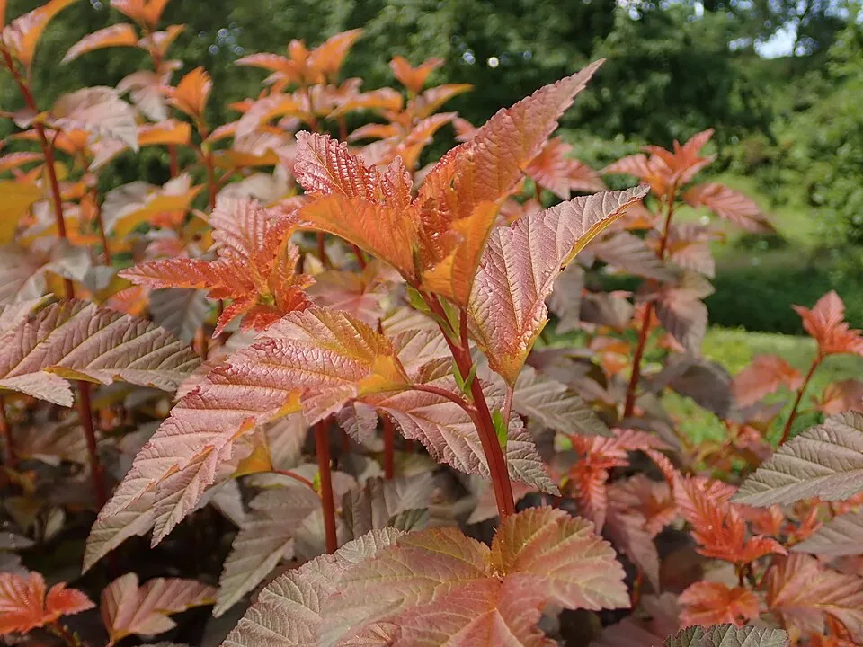 Bordó levelű hólyagvessző / Physocarpus opulifolius 'Lady in Red' ®