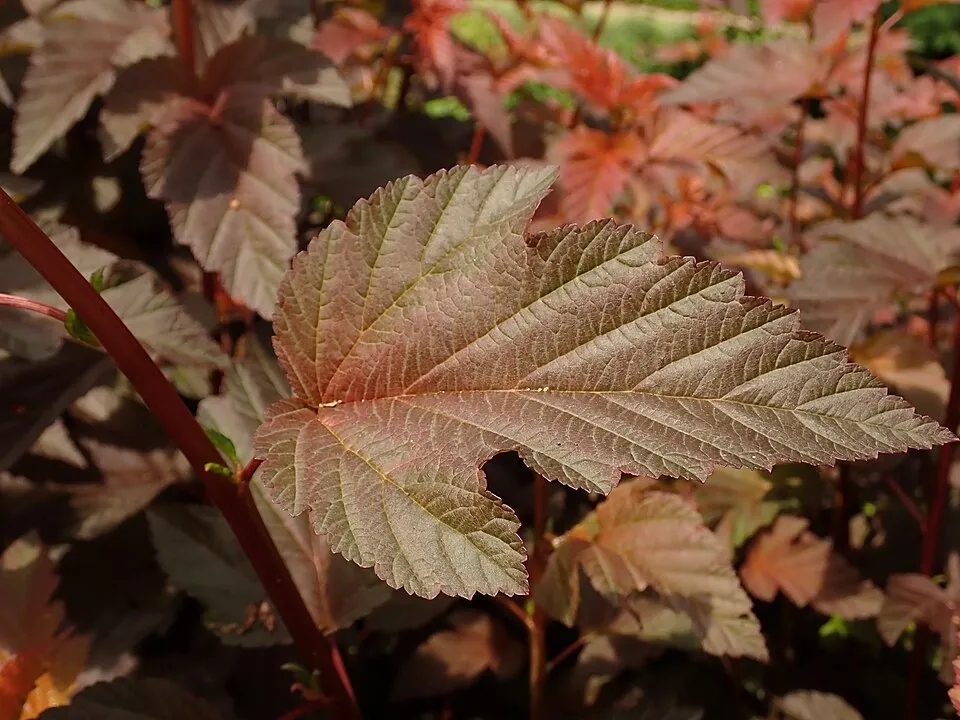 Bordó levelű hólyagvessző / Physocarpus opulifolius 'Lady in Red' ®