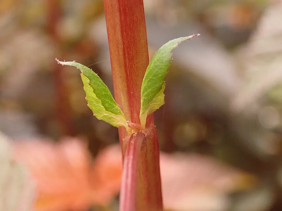 Bordó levelű hólyagvessző / Physocarpus opulifolius 'Lady in Red' ®