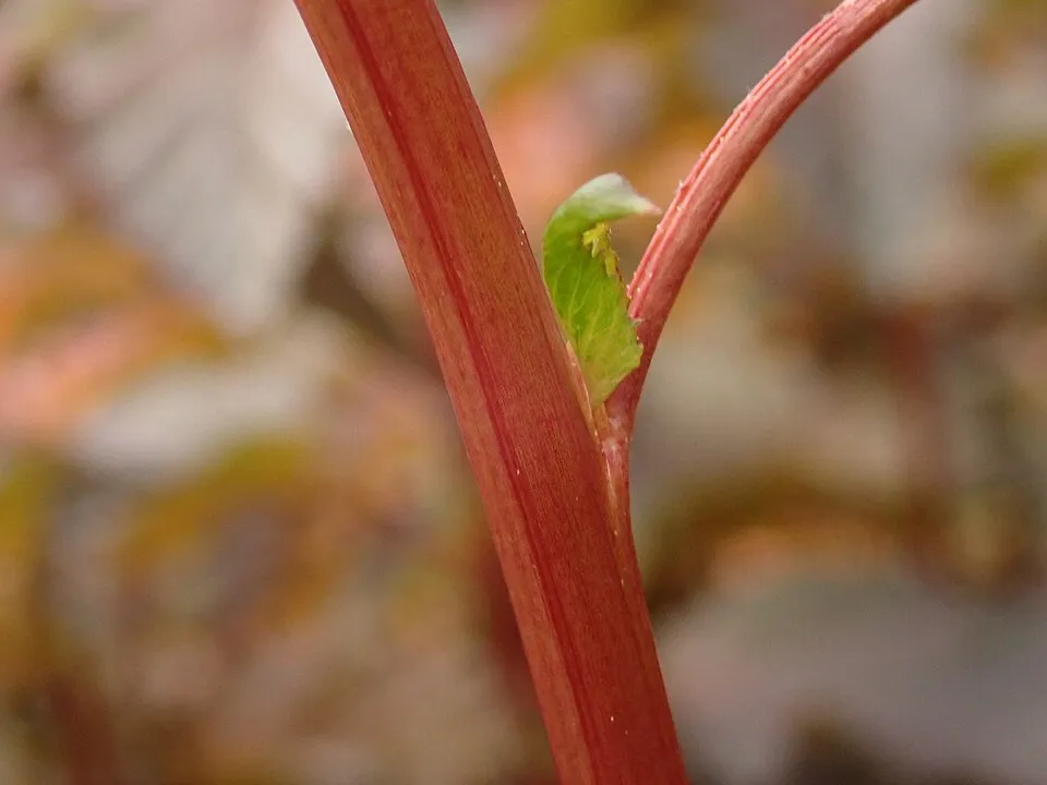 Bordó levelű hólyagvessző / Physocarpus opulifolius 'Lady in Red' ®