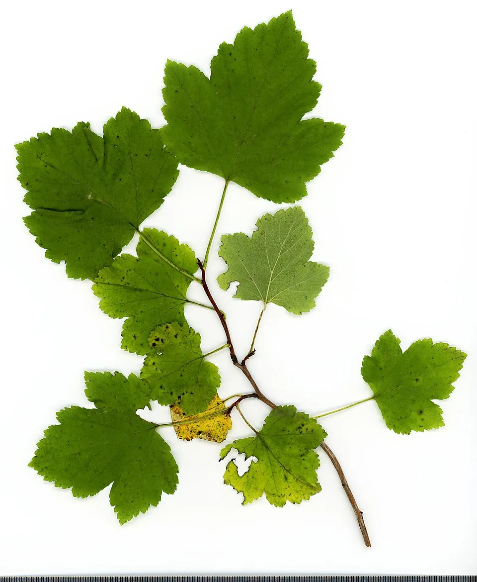 Törpe, bordó levelű hólyagvessző / Physocarpus opulifolius 'Little Joker' ®