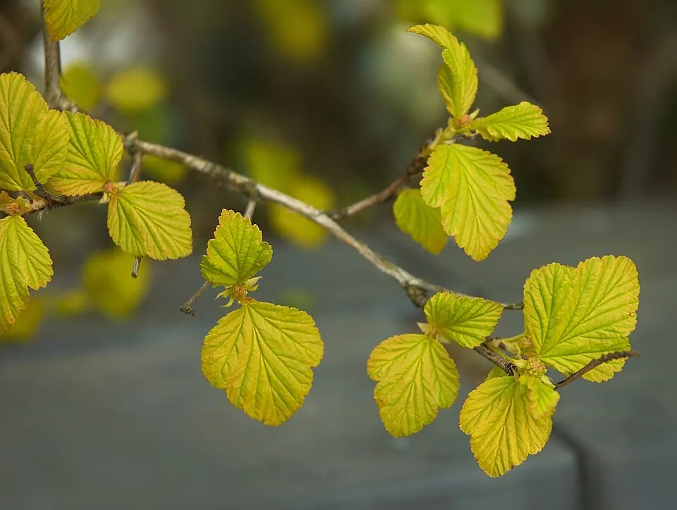 Sárga levelű hólyagvessző / Physocarpus opulifolius 'Luteus'
