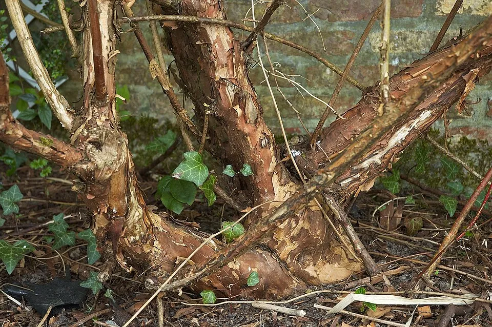 Sárga levelű hólyagvessző / Physocarpus opulifolius 'Luteus'